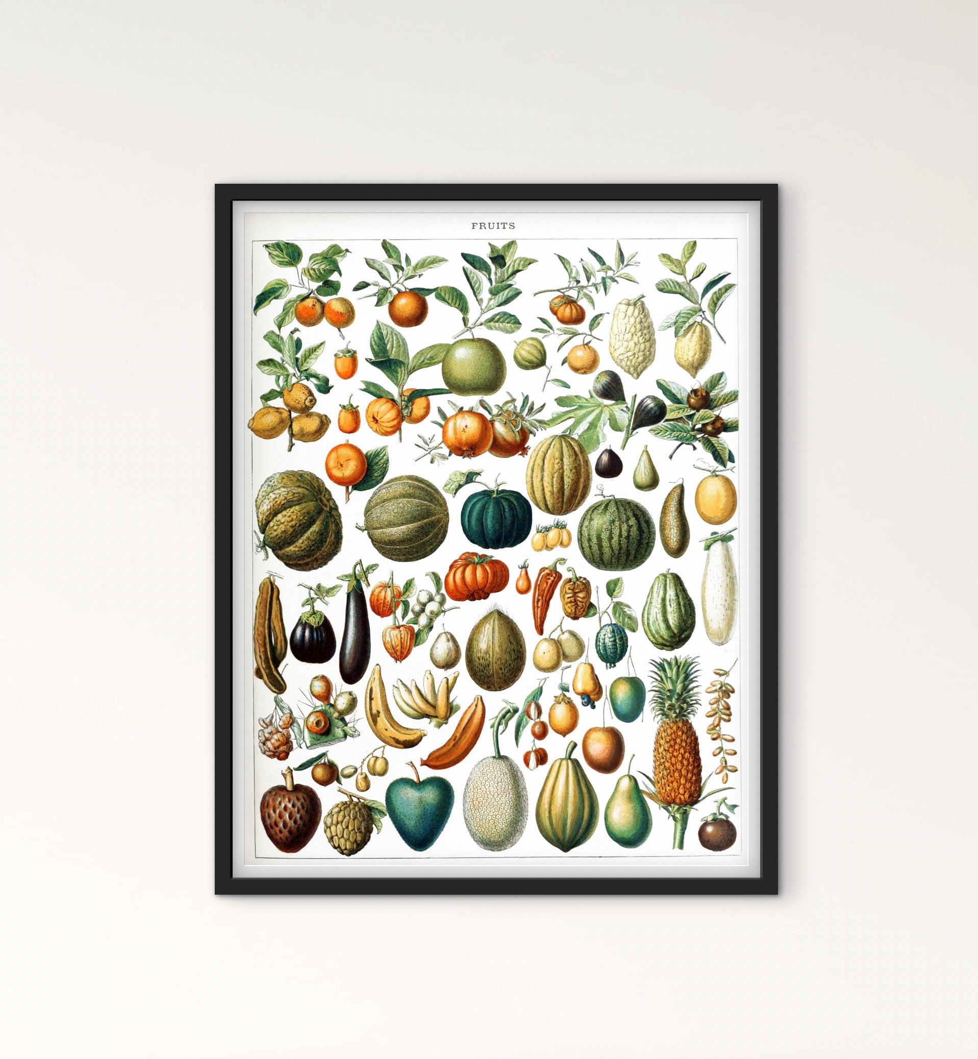 Affiche planche fruits affichevintagefrance